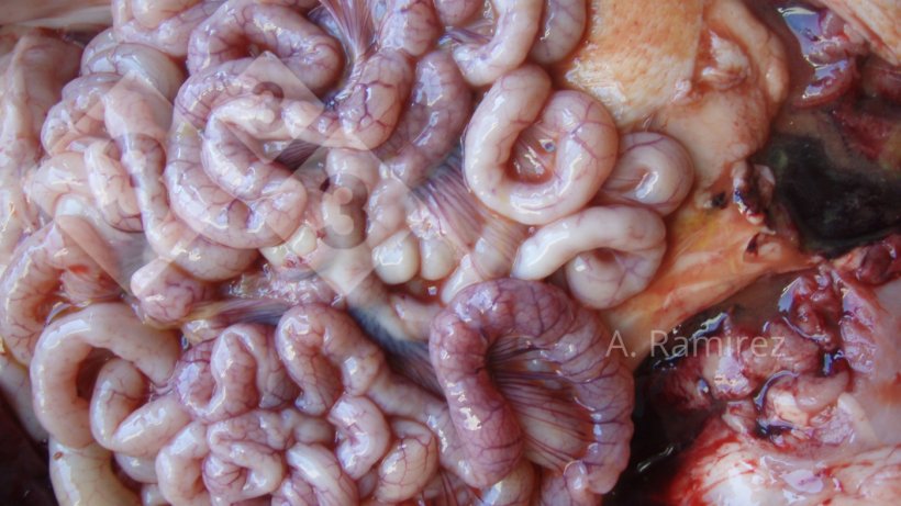 Imagem&nbsp;2. Intestino delgado levemente ondulado (devido ao espessamento da parede intestinal) sugerindo ile&iacute;te leve a moderadamente cr&ocirc;nica sem complica&ccedil;&otilde;es. Se abr&iacute;ssemos os intestinos, o espessamento e a ondula&ccedil;&atilde;o se tornariam mais aparentes.
